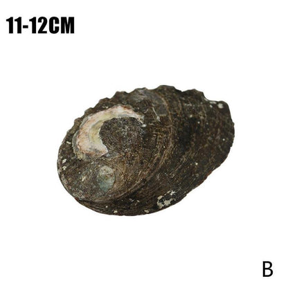 Natural Abalone Shell Decor - Top Boho