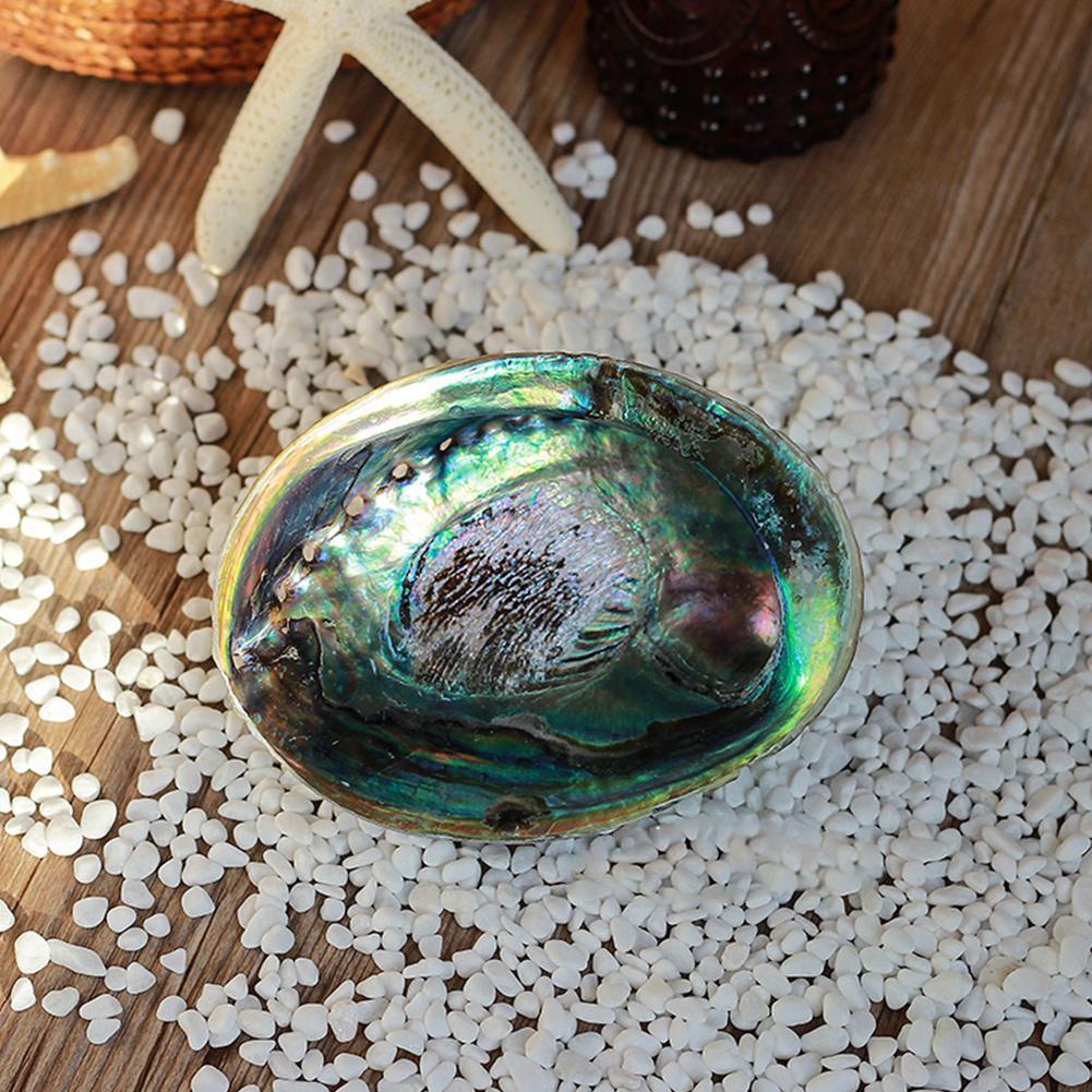 Natural Abalone Shell Decor - Top Boho