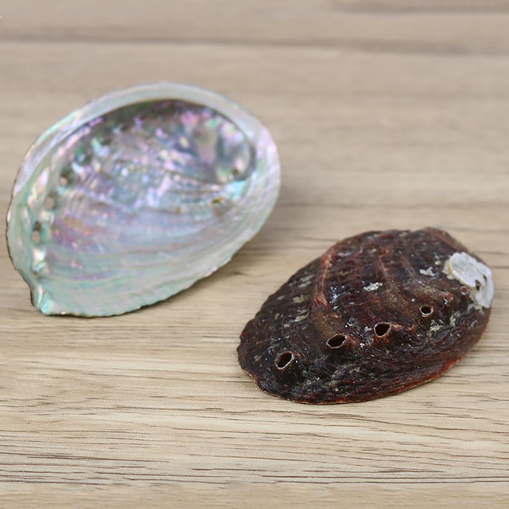 Natural Abalone Shell Decor - Top Boho
