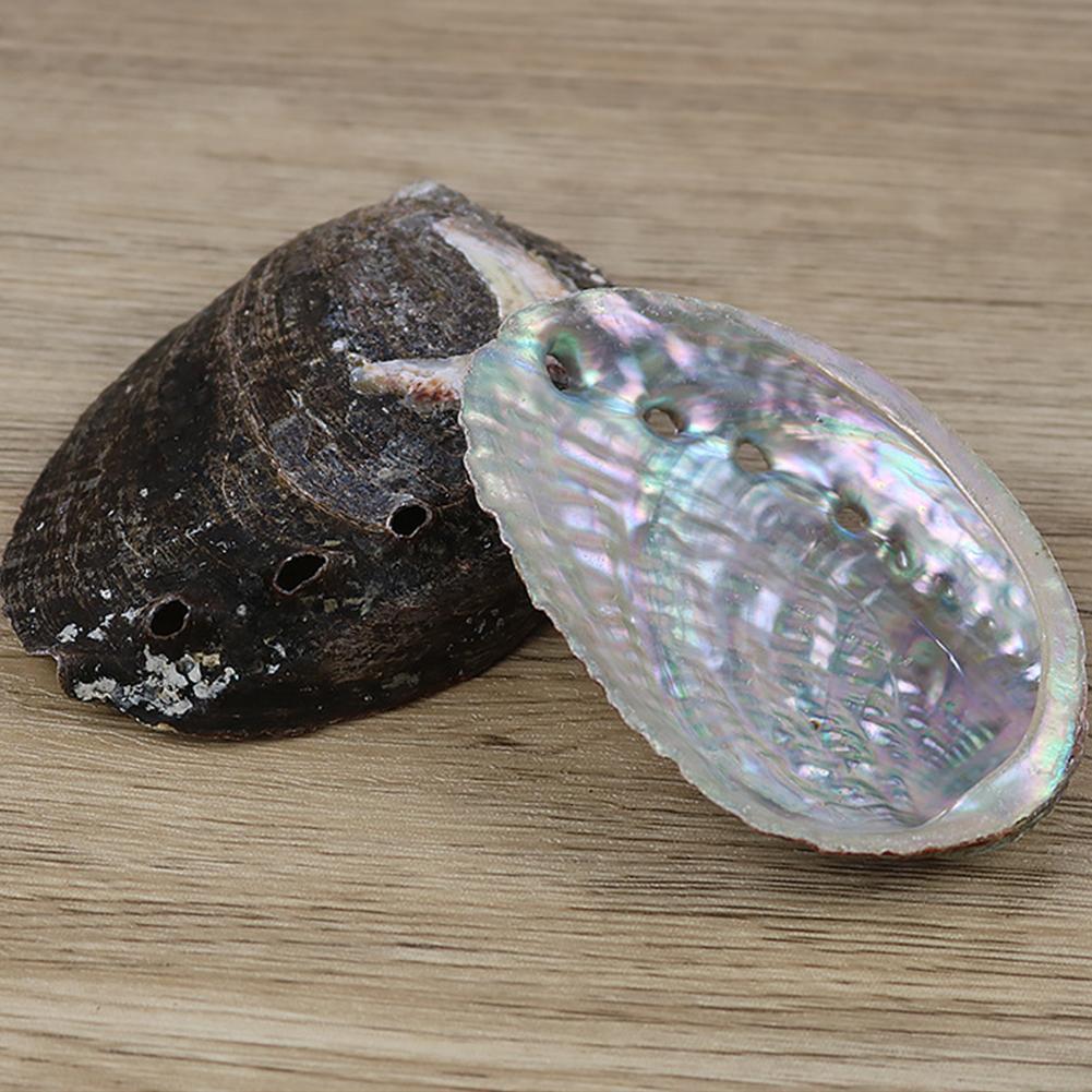 Natural Abalone Shell Decor - Top Boho