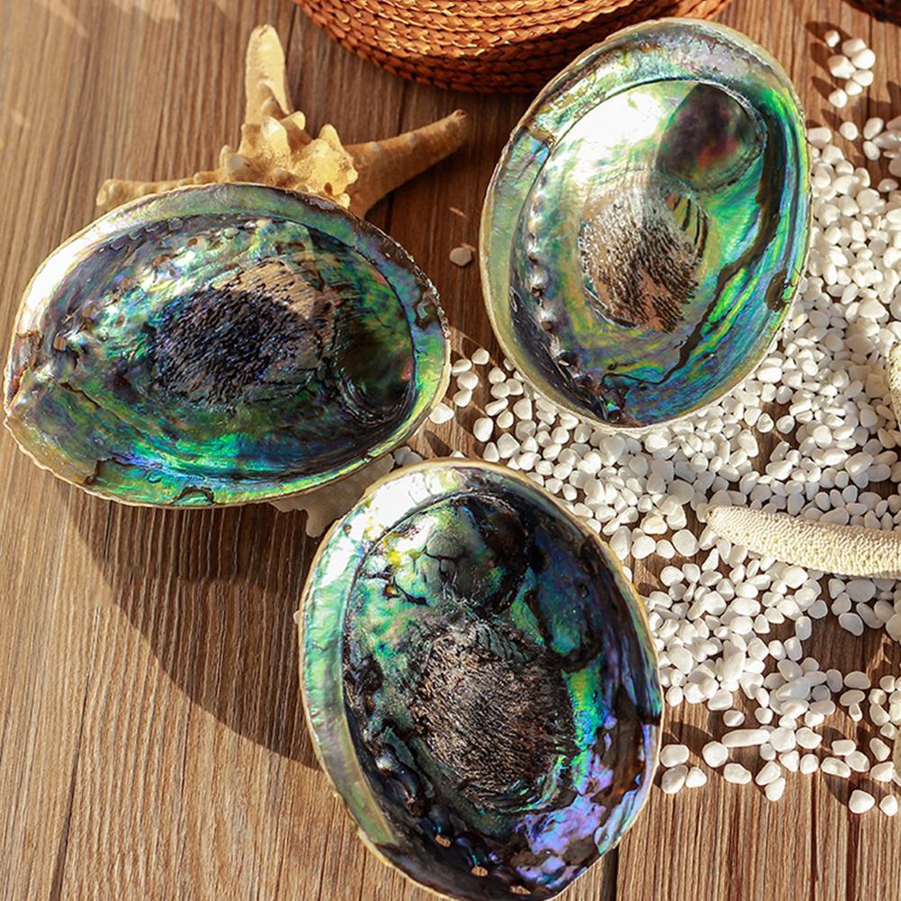 Natural Abalone Shell Decor - Top Boho